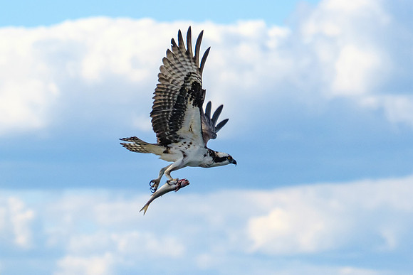 osprey with fish catch