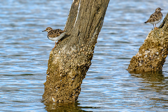 rudy turnstones daphne alabama