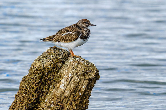 rudy turnstones daphne alabama