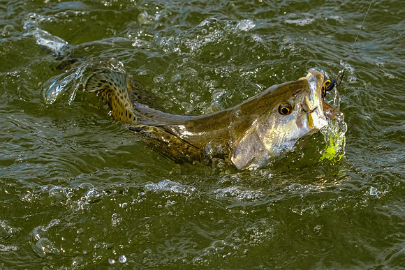 speckled trout action photography