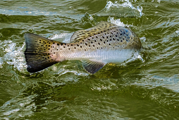 speckled trout action photography