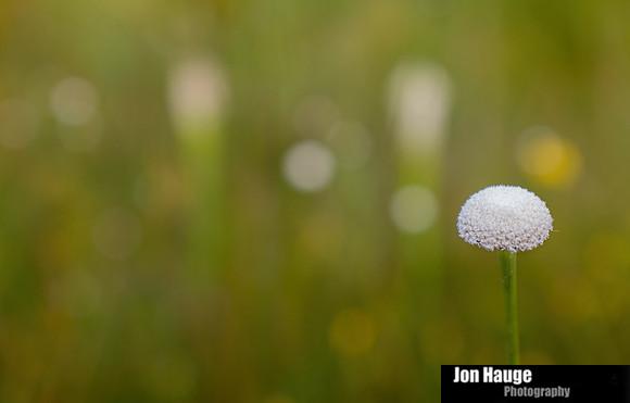 Baldwin County Photographer