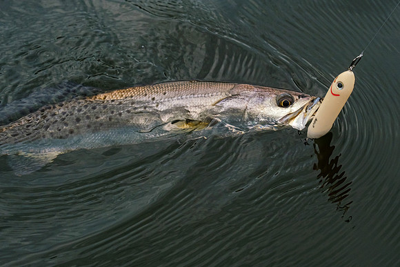 Soldiers Creek Fishing Trip