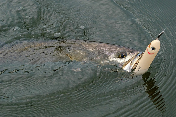 Soldiers Creek Fishing Trip