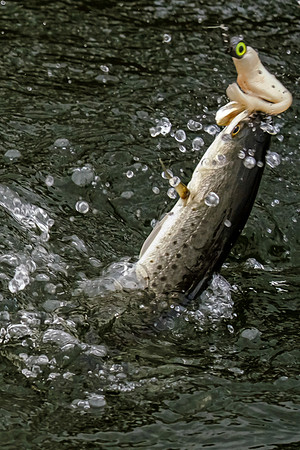 Soldiers Creek Fishing Trip