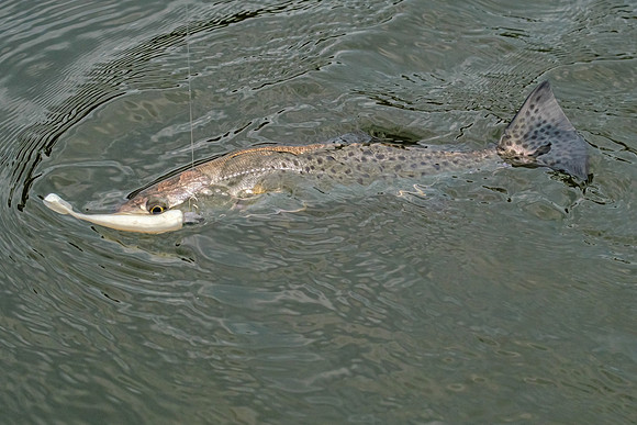 Soldiers Creek Fishing Trip