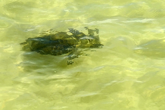 Green Sea Turtle in Gulf Shores