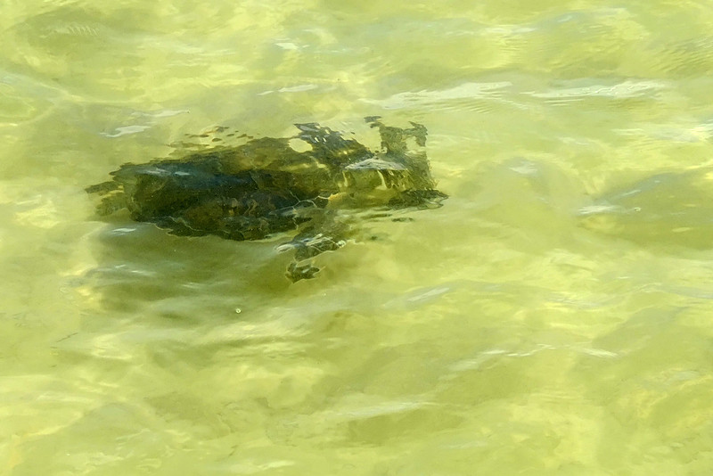 Green Sea Turtle in Gulf Shores