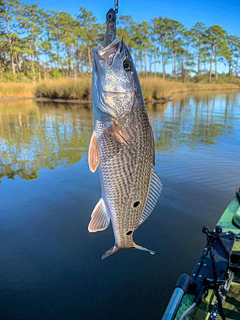 Speckled Trout Redfish Palmetto Creek