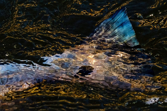 Speckled Trout Redfish Palmetto Creek