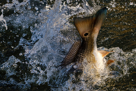 Speckled Trout Redfish Palmetto Creek