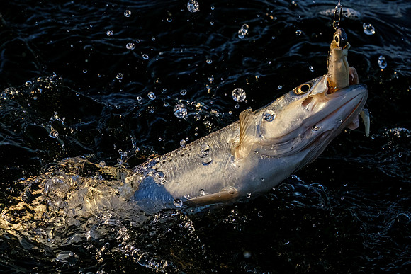 Speckled Trout Redfish Palmetto Creek