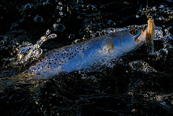 Speckled Trout Redfish Palmetto Creek