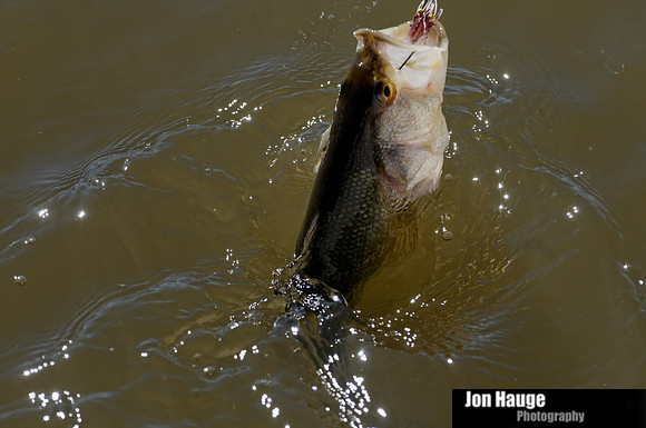 Speckled Trout in Mobile Delta