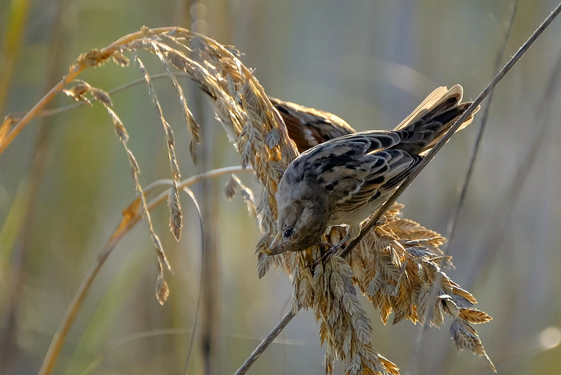 Swamp Sparrows in Orange Beach