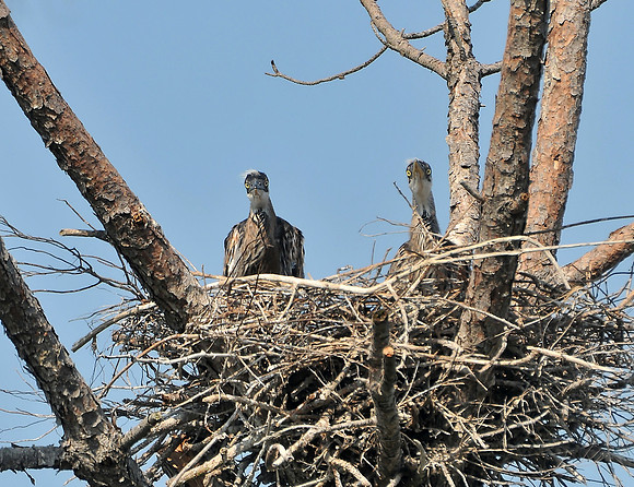 Jon Hauge Wildlife Prints
