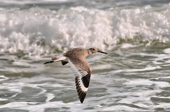 Willet in Flight