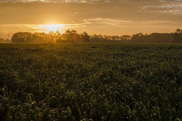 Baldwin County Sunrise