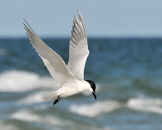 Gull-Billed Tern in Flig