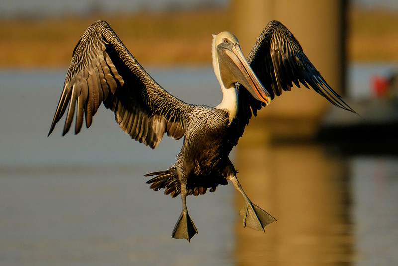 Flying Brown Pelican on the Causeway