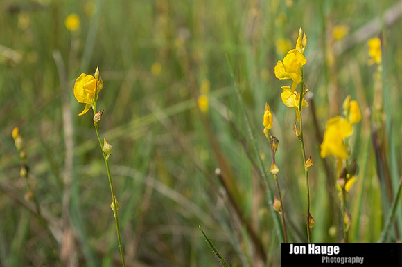 Baldwin County Photographer