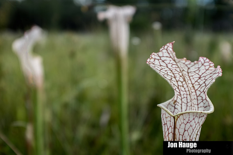 Baldwin County Photographer