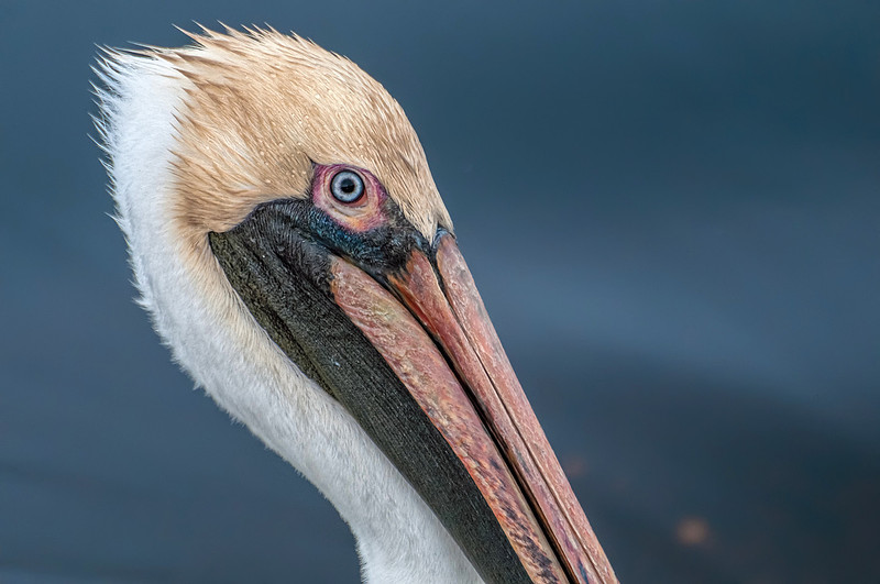 Gulf Shores Brown Pelican Photography