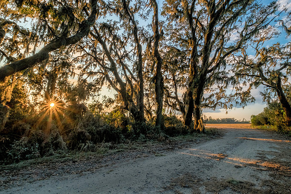 Spanish Moss Trail
