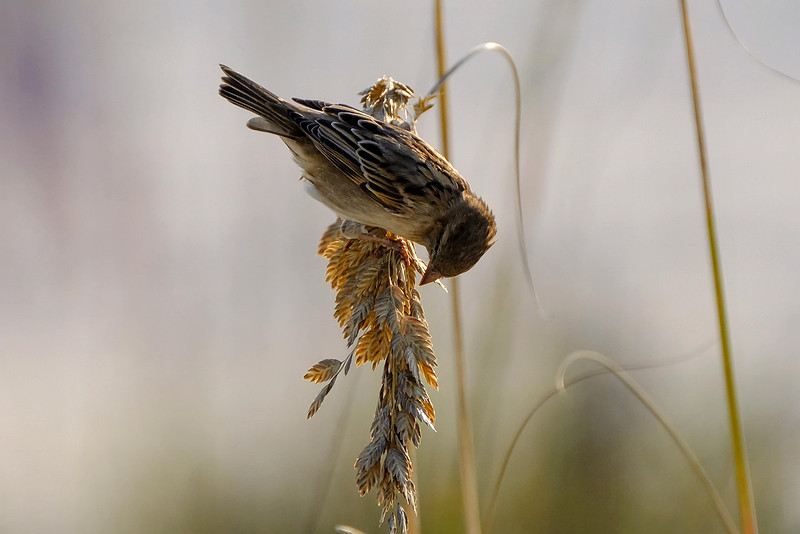 Swamp Sparrows in Orange Beach