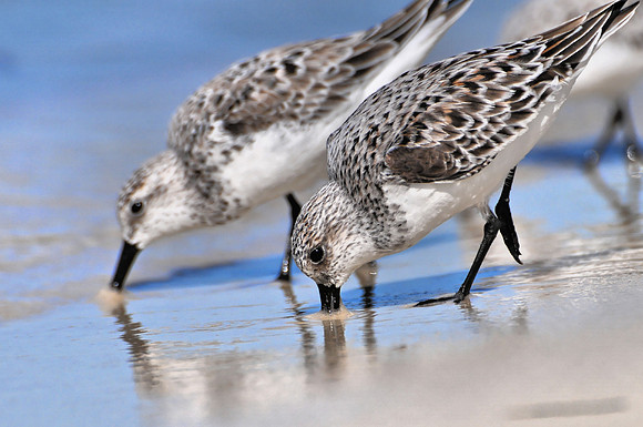 Sanderlings