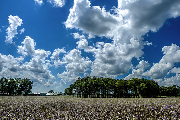 Baldwin County Cotton Field