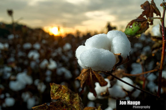 Cotton Field Sunrise