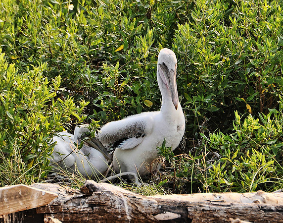 Juvenile Brown Pelicans Gaillard island