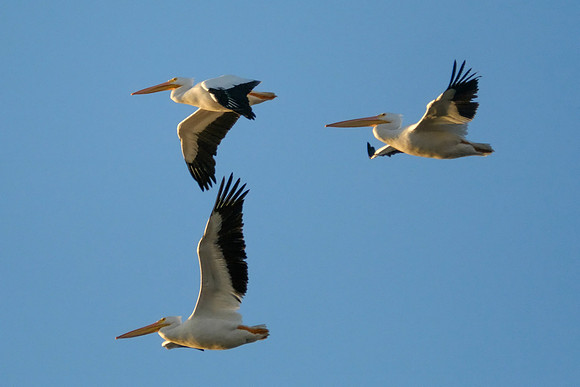 White Pelicans
