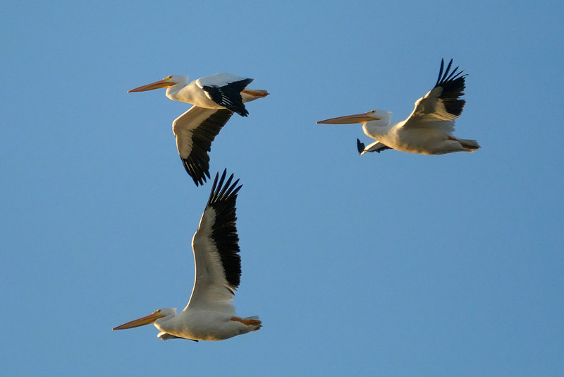 White Pelicans