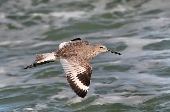 Willet in Flight