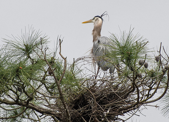Nesting Heron Orange Beach
