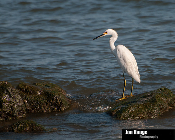 Snowy Egret at Dauphin Island