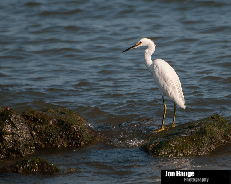 Snowy Egret at Dauphin Island