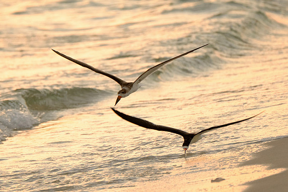 Black Skimmer Feeding