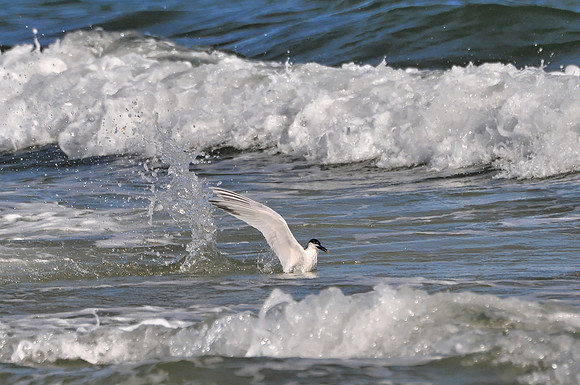 Sandwich Tern Fishing