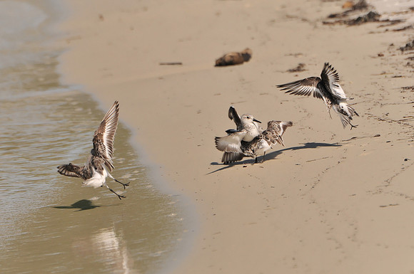 Sanderlings