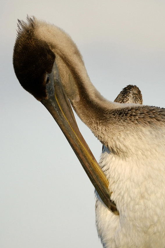 Brown Pelican on the Causeway