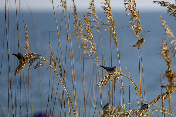 Swamp Sparrows in Orange Beach