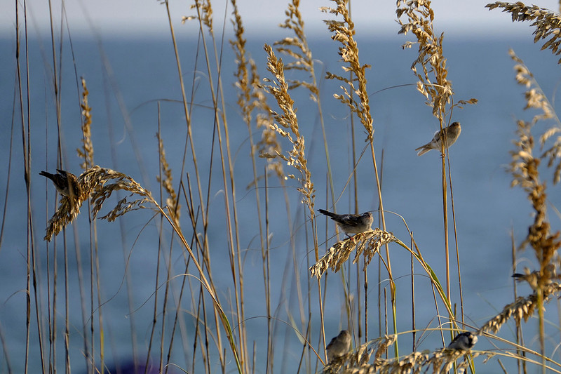 Swamp Sparrows in Orange Beach