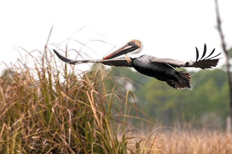 Brown Pelican Photography