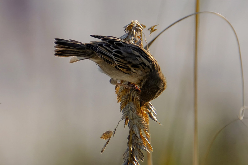 Swamp Sparrows in Orange Beach