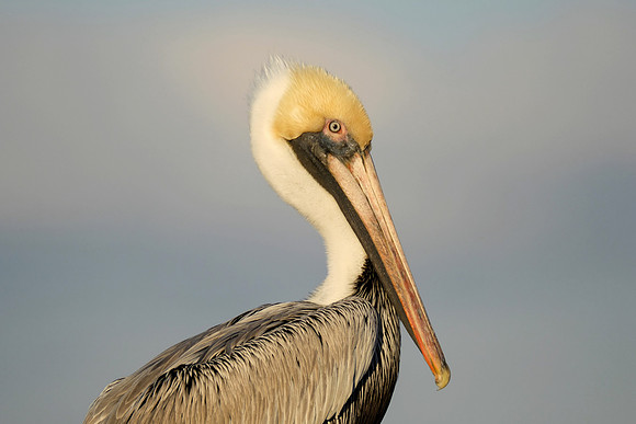 Brown Pelican on the Causeway