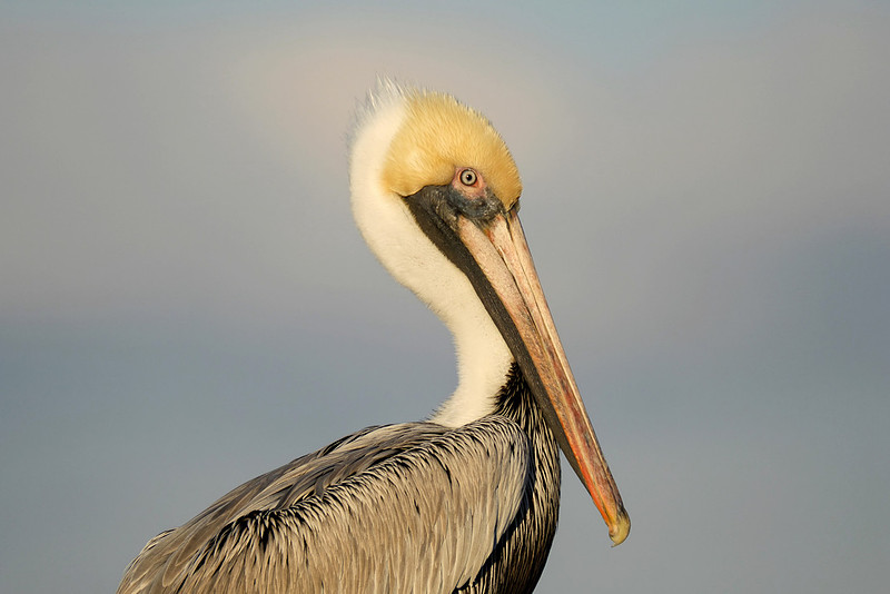 Brown Pelican on the Causeway