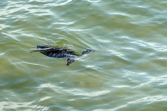 Green Sea Turtle in Gulf Shores